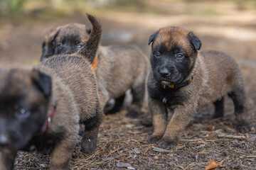 Psy rasy Owczarek Belgijski fotografia wykonana w Polsce w prywatnej hodowli