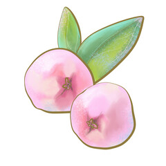 illustration colored water apple fruit jambu hawaiian fruit pink with leaves close up design element print