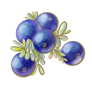 color illustration botanical berries edible crowberry forest bright blue with leaves close up design element print packaging