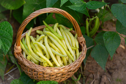 yellow string beans in a wooden basket