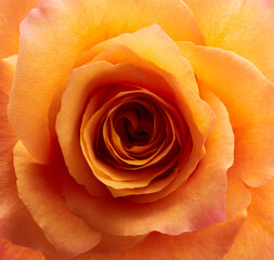 Rose flower macro shot