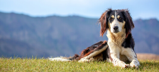 The dog sits on the grass against the backdrop of the mountains. A beautiful hunting dog is resting...