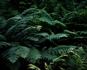 Ferns