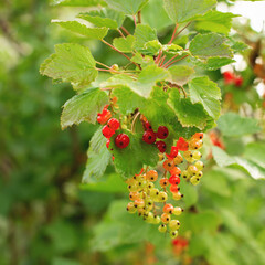 Ripening red currants on a bush branch after been watered. Closeup, soft selective focus.