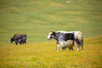 A herd of yaks graze in the mountains. Himalayan big yak in a beautiful landscape. Hairy cow cattle wild animal in nature in Tibet. Sunny summer day in the wild. Farm animal in Nepal and Tibet.