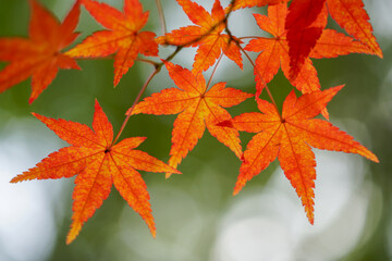 紅葉した日本楓の葉