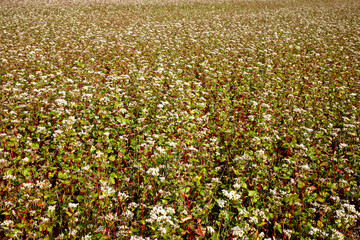 Buckwheat field of blooming plants. Rural agriculture landscape.