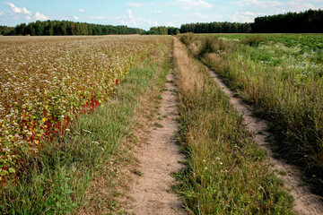 Road through the fields of buckwheat (left), kale and maize. Rural agriculture landscape.