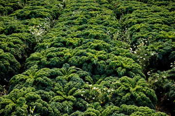 Growing kale agriculture field. Leafy vegetable growth outside.
