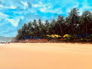 beach with palm trees