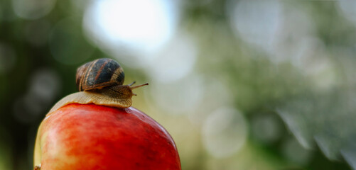 Snail on an apple, nature background. Wonderful nature. Organic food. Copyspace