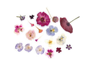 Group of dried pressed flowers isolated on white background. Botanical Elements for scrapbooking or...