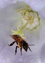 macro photo of a bee on purple flowers