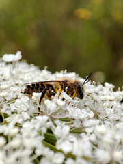 close-up of a bee on white flowers