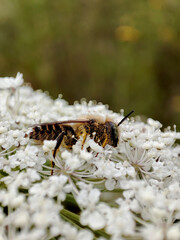 macro photo of a bee on white flowers