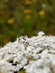 a bee sits on white wildflowers