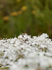 close-up of a bee on white flowers
