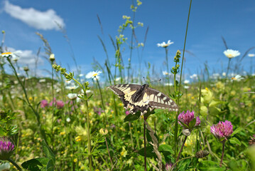Schwalbenschwanz auf Naturwiese