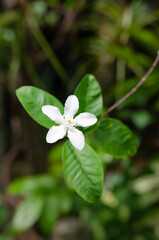 Pure white flowers blooming in the backyard, soft focus.