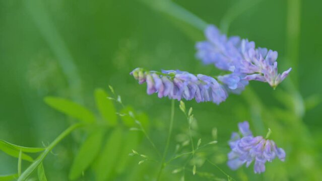 Tufted vetch. Purple flower of tufted vetch or vicia cracca.