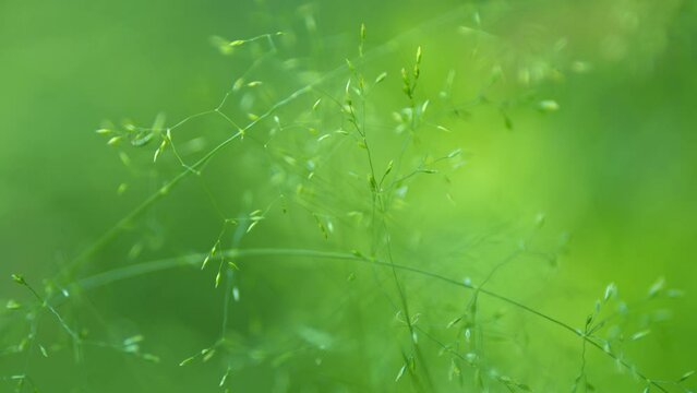 Green flower plant in the wild nature, summer time, plants in the nature. Focused view at grass stalks.