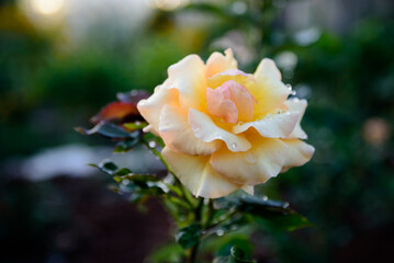 yellow dew rose in outdoor park with green leaves on sunny day