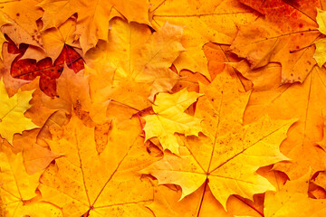 Naklejka na ściany i meble Orange maple leaves, flat lay. Autumn leaves background. Fall season