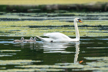 Cygne blanc sur un étang accompagné de trois bébés cygnes