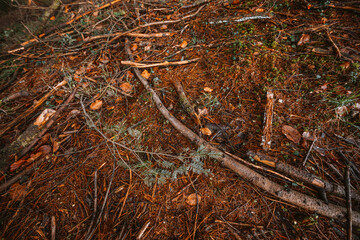 Background of branches and forest land