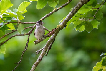 Fauvette à tête noire chantante sur des branches dans la forêt