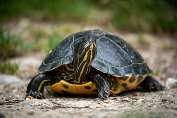 Tortue californienne 