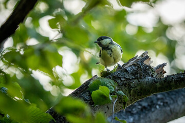 Mésange charbonnière sur une branche d'arbre