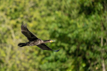 Grand cormoran en vol 