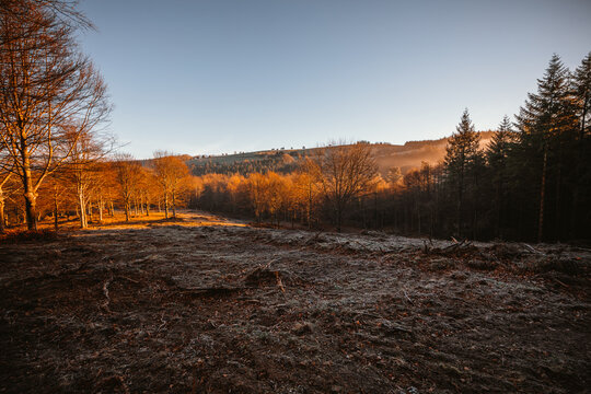 High mountain forest landscape