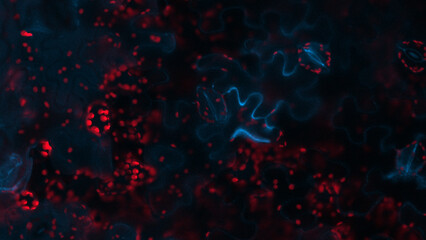 Microscopic Image of Chlorophyll Autofluorescence