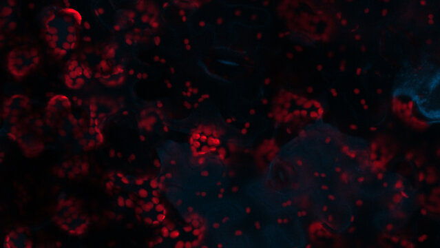 Microscopic Image of Chlorophyll Autofluorescence