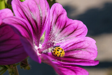 Fototapeta premium Coccinelle orange sur fleur mauve