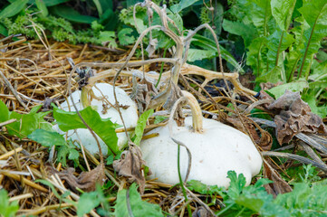 Deux pâtissons dans un jardin potager