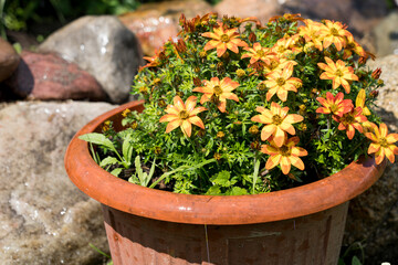 beautiful yellow and orange flowers grow in the garden, pots with flowers