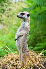 Naklejka na ściany i meble Funny meerkat stands on its hind legs
