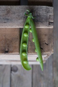 Closeup of pea pod on wood