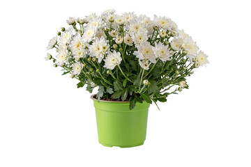 Chrysanthemum multiflora bush in the pot isolated transparent png. White flowers and buds autumnal...