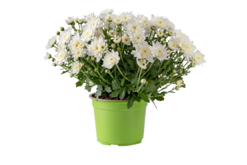 Chrysanthemum multiflora bush in the pot isolated transparent png. White flowers and buds autumnal bouquet.