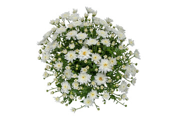 White chrysanthemum flowers and buds bouquet isolated transparent png top view. - obrazy, fototapety, plakaty