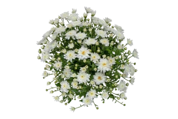 Fototapeten White chrysanthemum flowers and buds bouquet isolated transparent png top view. © photohampster