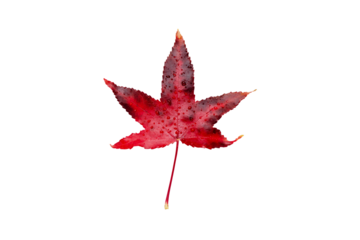 Red autumn leaf with water drops isolated transparent png. American sweetgum fall coloring.