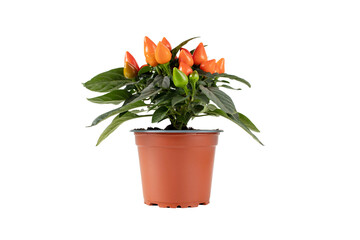 Hot pepper plant in the brown pot isolated transparent png. Orange ornamental chili with upright fruits.
