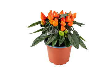 Hot pepper plant in the brown pot isolated transparent png. Orange ornamental chili with upright...