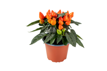 Hot pepper plant in the brown pot isolated transparent png. Orange ornamental chili with upright fruits.