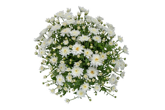 White chrysanthemum flowers and buds bouquet isolated transparent png top view.